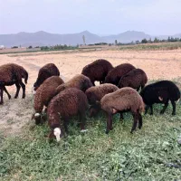 بره ، گوسفند|حیوانات مزرعه|قره چای, |دیوار