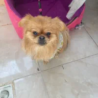 پامرین پیکنز|سگ|رباطکریم, رباطکریم|دیوار