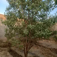 درخت چند ساله...|حراج|شهرضا, |دیوار