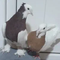 کبوتر در کبوتر