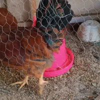 مرغ و خروس خانگی|حیوانات مزرعه|مشهد, شهید قربانی|دیوار