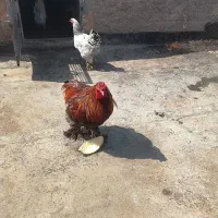 خروس برهما
