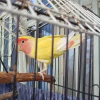 طوطی برزیلی|پرنده|شوشتر, |دیوار