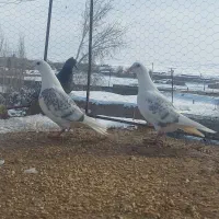 جوجه گراف طاووسی