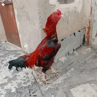 لاری