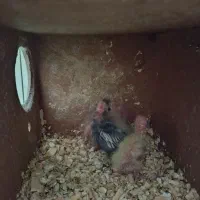 عروس هلندی مولد به همراه سه جوجه|پرنده|تهران, سبلان (لشگر)|دیوار