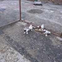 فروش کبوتر سسلی