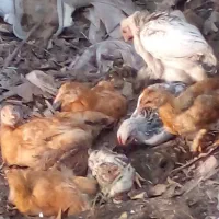 جوجه محلی سه هفته ای|حیوانات مزرعه|رشت, پیرکلاچای|دیوار