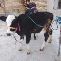 گوساله|حیوانات مزرعه|کلیائی, |دیوار