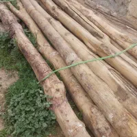 درخت