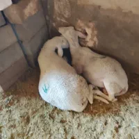 بره