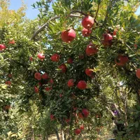 انار  رباب|خوردنی و آشامیدنی|نی‌ریز, |دیوار