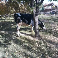 گاوسمینتال