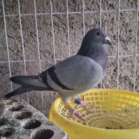 مسافتی. پلاکی