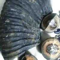 فسیل خیلی بزرگ حلزونی