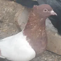 کبوتر سینه ای|پرنده|اصفهان, دانشگاه افسری امیرالمومنین|دیوار