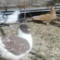 کفتر دم چتری|پرنده|یزد, |دیوار