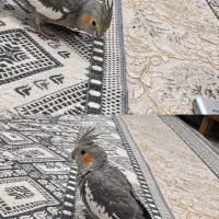 عروس