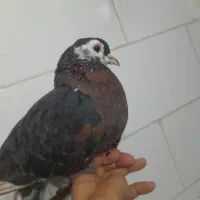 سرورماده|پرنده|مسجد سلیمان, |دیوار