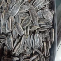 پخش تخمه افتاب گردان