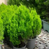 کاج لامیس|گل و گیاه طبیعی|رشت, یخسازی|دیوار