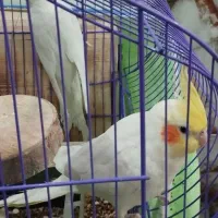 فروش چهار عدد عروس هلندی