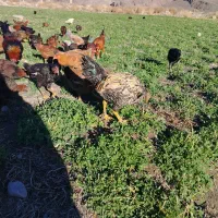 مرغ 7 ماهه|حیوانات مزرعه|مشگین شهر, |دیوار