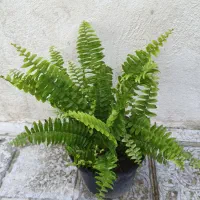 سرخس و ...|گل و گیاه طبیعی|ارومیه, |دیوار