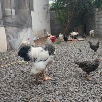 خروس برهما لایت . نژاد اصل رومانی