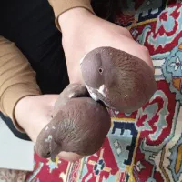 کبوتر|پرنده|تبریز, |دیوار