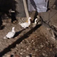 غاز اوردک اسراعیلی