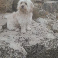 سپا کوتاه پشمالو|سگ|کوه چنار, |دیوار