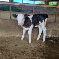 گوساله ماده 2 ماهه