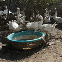 غاز قو|حیوانات مزرعه|بیله سوار, |دیوار