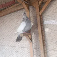 زاغ دم سفید ماده سینه الماسی ماده
