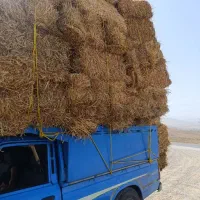 پرس و کلش گندم