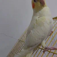 جوجه عروس هلندی بازیگوش|پرنده|دهلران, |دیوار