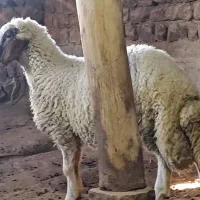 بره قوچ داشتی (کاور ورن)|حیوانات مزرعه|کرمانشاه, |دیوار