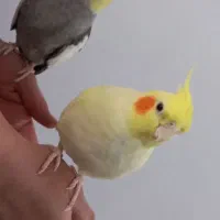 طوطی