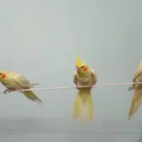 جوجه عروس دوماهه