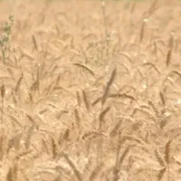 یک تن گندم بذری واران دیمی