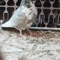 مجسمه کبوتر زنده|پرنده|طبس, |دیوار