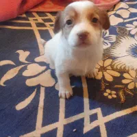 چهار تا توله از نژاد اصیل|سگ|سیرجان, |دیوار