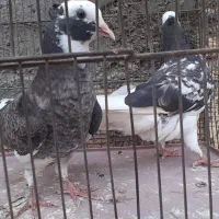 جوجه کفتر|پرنده|تهران, شهرک شریفی|دیوار