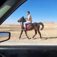 اسب کردمادیان