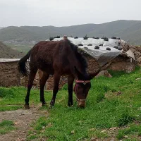 قاطر|حیوانات مزرعه|خاو و میرآباد, |دیوار