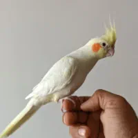 عروسی هلندی نر جوان