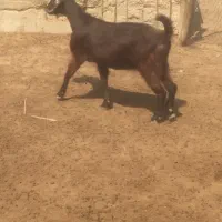 بز کهره روستای کلل|حیوانات مزرعه|آبپخش, |دیوار