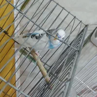 دوجفت مرغ عشق بالغ تخم گذار|پرنده|لنجان, |دیوار