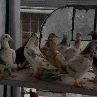 کبوترهفترنگ خطی مغلف